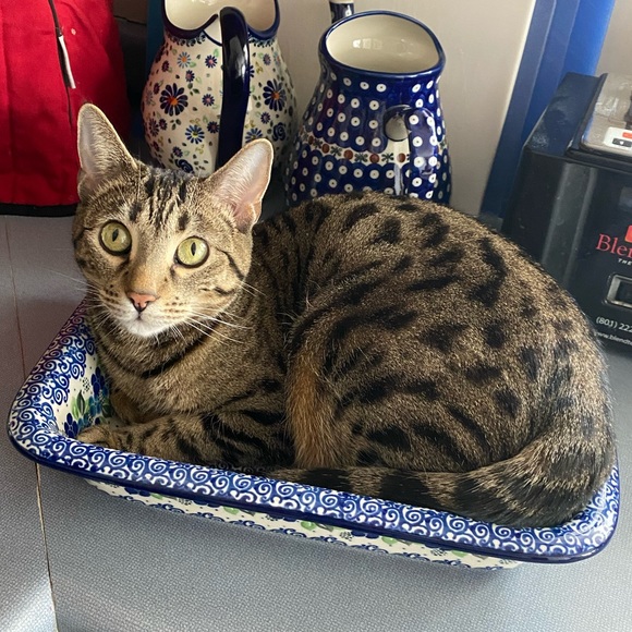 Meet your Posher, Zachary - Picture 1 of 1